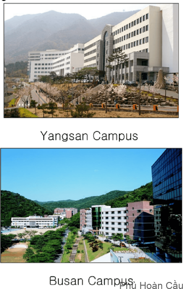 Các cơ sở đào tạo Đại học Youngsan