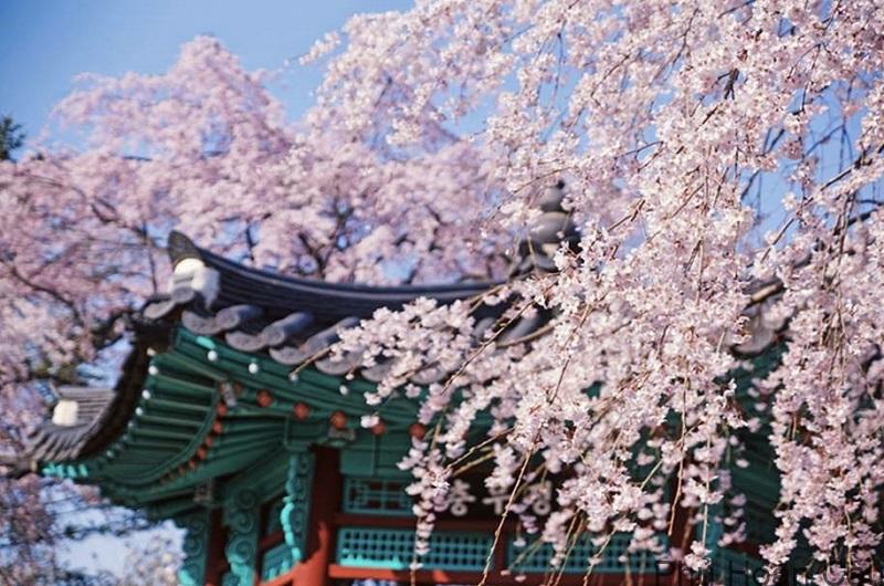 Lễ hội hoa xuân tại Goyang là lễ hội hoa lớn nhất Hàn Quốc